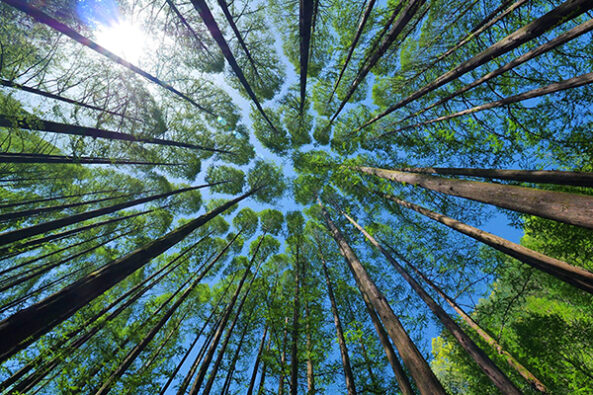 Worm's eye view of tall trees