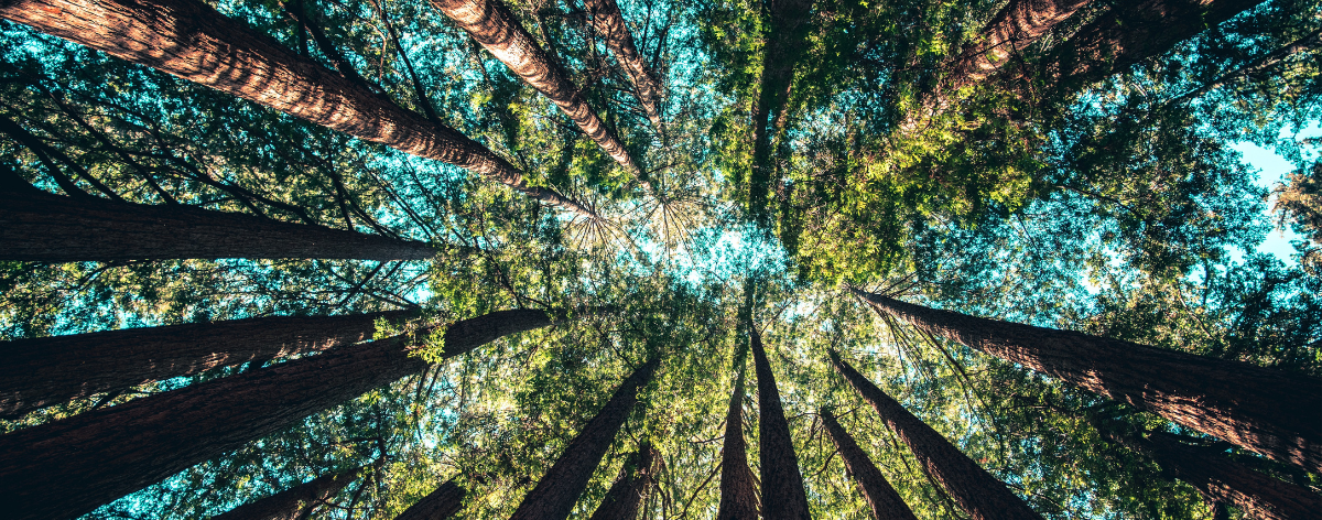 Worm's eye view of tall trees